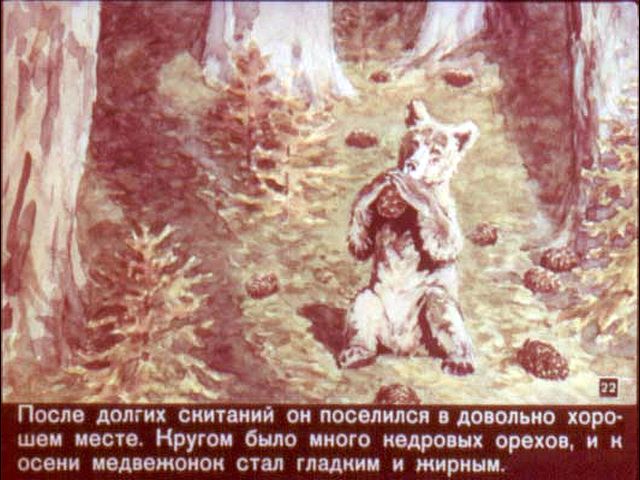 24-zhizn-serogo-medvedja
